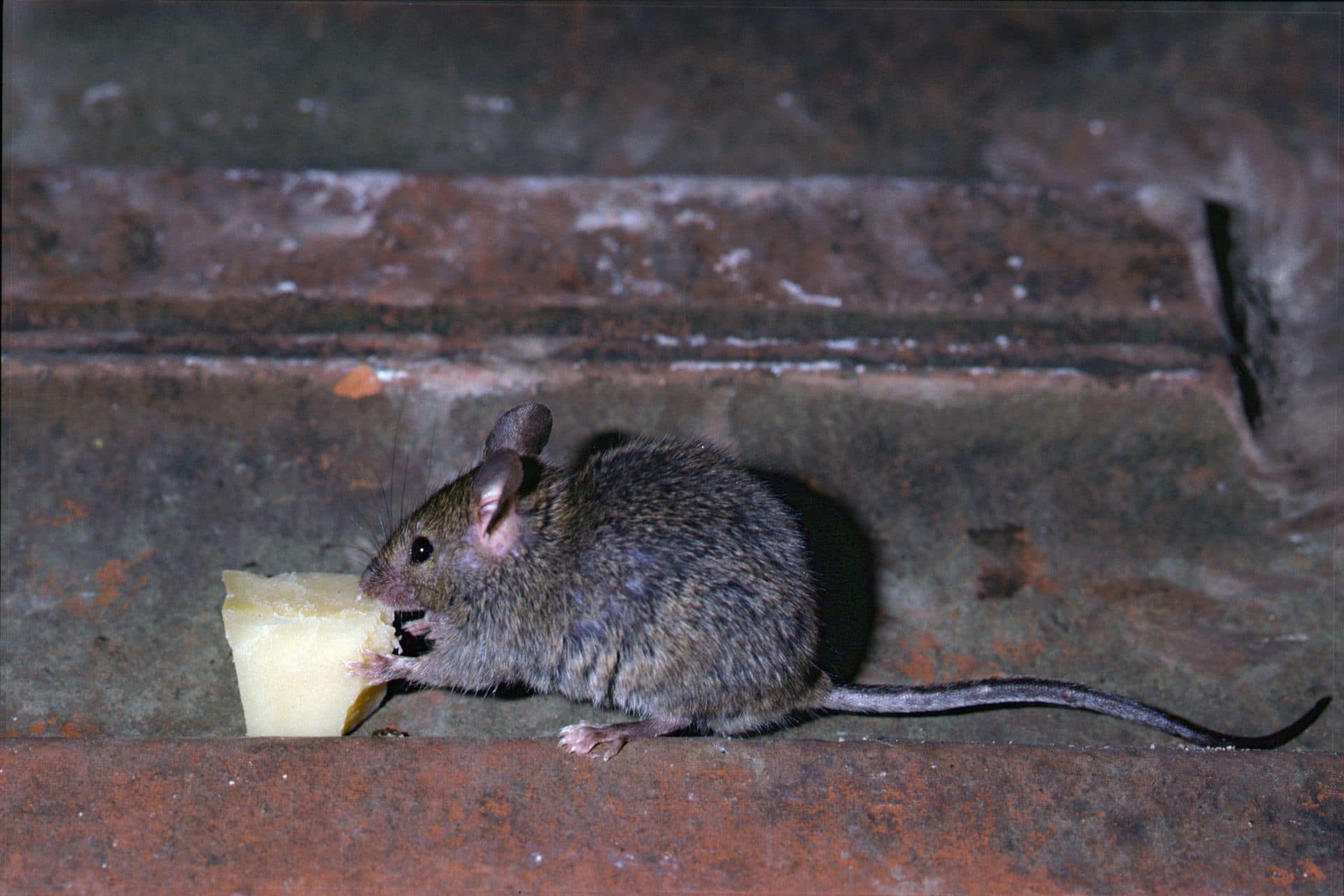 rat et souris
