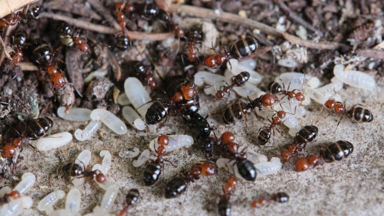traitement des fourmis a laval